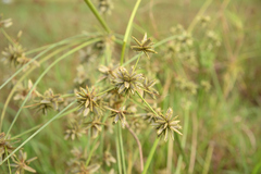 Cyperus elegans
