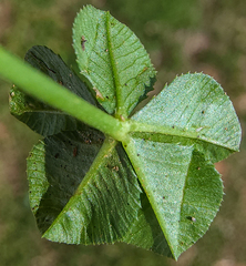 Polythrincium trifolii
