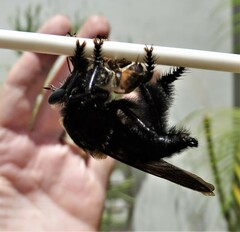 Mallophora leschenaulti