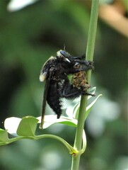 Mallophora leschenaulti