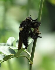 Mallophora leschenaulti