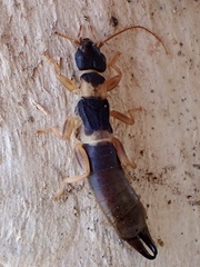 Pygidicranidae