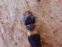 Pygidicranidae