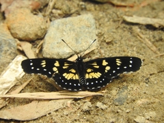Chlosyne narva