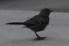 Pipilo maculatus clementae