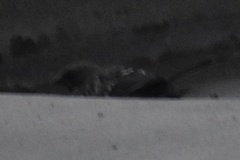 Pipilo maculatus clementae