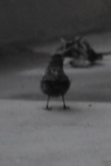 Pipilo maculatus clementae