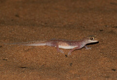 Lucasium stenodactylus