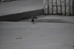 Pipilo maculatus clementae