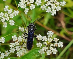 Tenthredo bifasciata