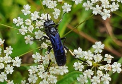 Tenthredo bifasciata