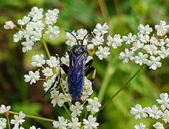 Tenthredo bifasciata