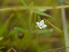 Oldenlandia stocksii