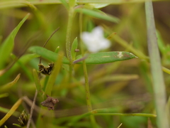 Oldenlandia stocksii