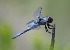Libellula nodisticta