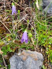 Campanula arvatica