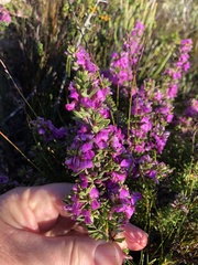 Indigofera sp11