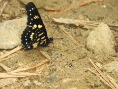 Chlosyne narva
