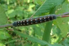 Phyllodesma ilicifolia