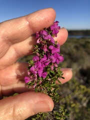 Indigofera sp11