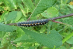 Phyllodesma ilicifolia