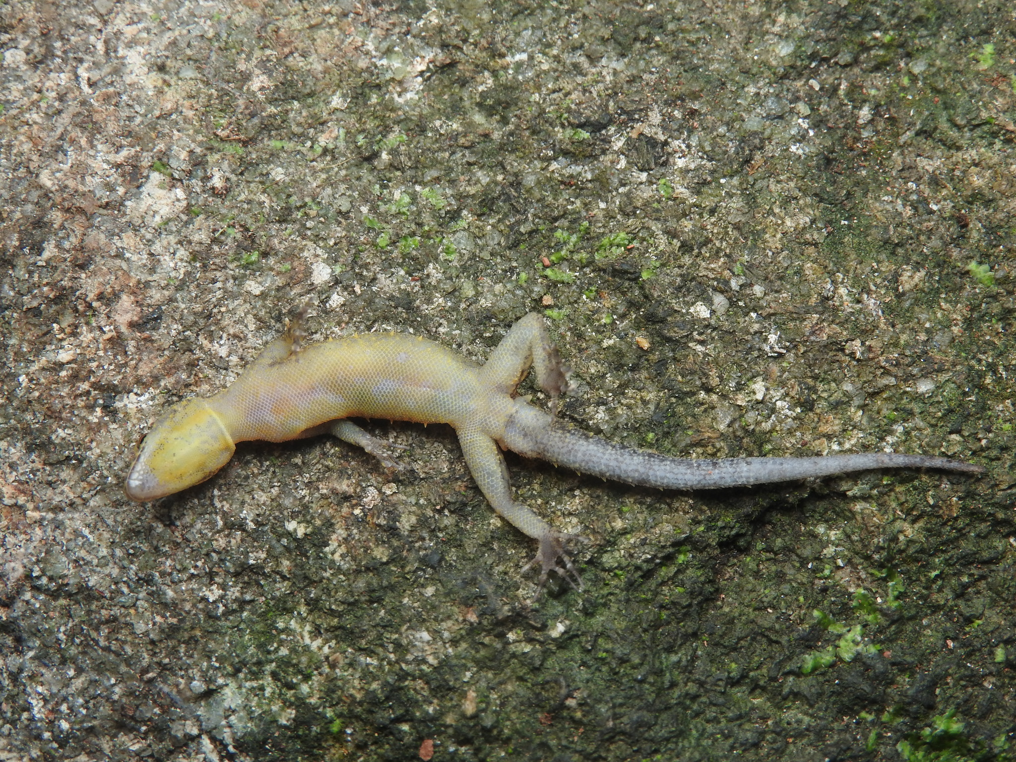 Kegalle Round-Eyed Gecko photo 2