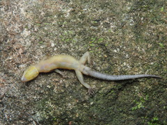 Cnemaspis menikay