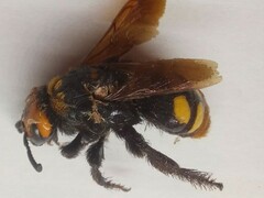 Megascolia maculata maculata