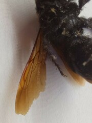 Megascolia maculata maculata