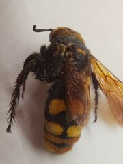 Megascolia maculata maculata