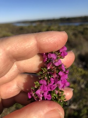 Indigofera sp11