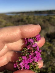 Indigofera sp11
