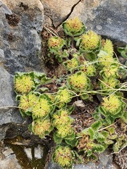 Teucrium pyrenaicum