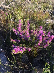 Indigofera sp11