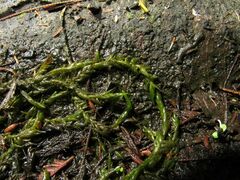 Fontinalis hypnoides duriaei