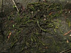 Fontinalis hypnoides duriaei