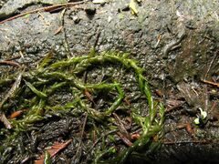 Fontinalis hypnoides duriaei