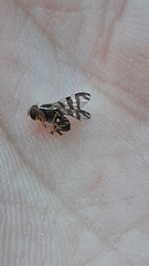 Rhagoletis cingulata