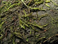 Fontinalis hypnoides duriaei