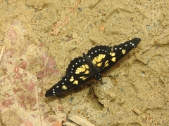 Chlosyne narva