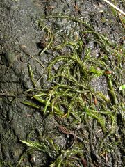 Fontinalis hypnoides duriaei