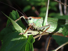 Calliphona palmensis