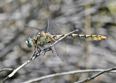 Ophiogomphus morrisoni