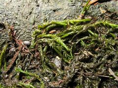 Fontinalis hypnoides duriaei