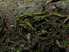 Fontinalis hypnoides duriaei