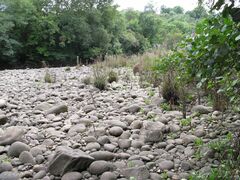 Fontinalis hypnoides duriaei