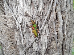 Plinthocoelium suaveolens