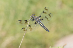 Plathemis subornata