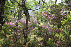 Rhododendron farrerae