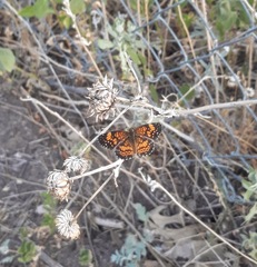 Chlosyne gorgone